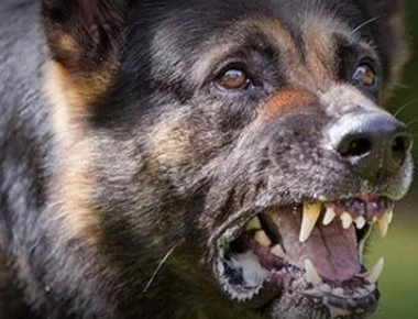 Νεαρή δρομέας στο Βόλο δέχθηκε επίθεση από αγέλη αδέσποτων σκυλιών